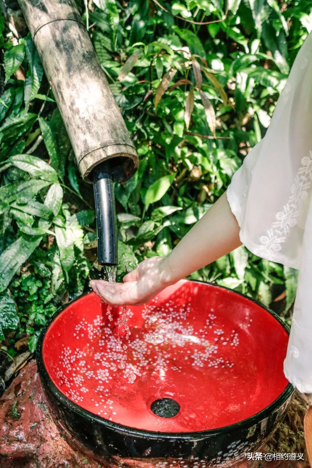 赤水大瀑布 侏罗纪公园 (世界唯一保留的侏罗纪原始公园)