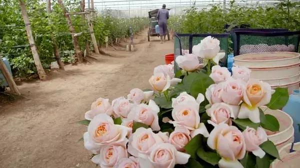 世界第一鲜花市场视频,bbc探秘墨西哥毒品战争