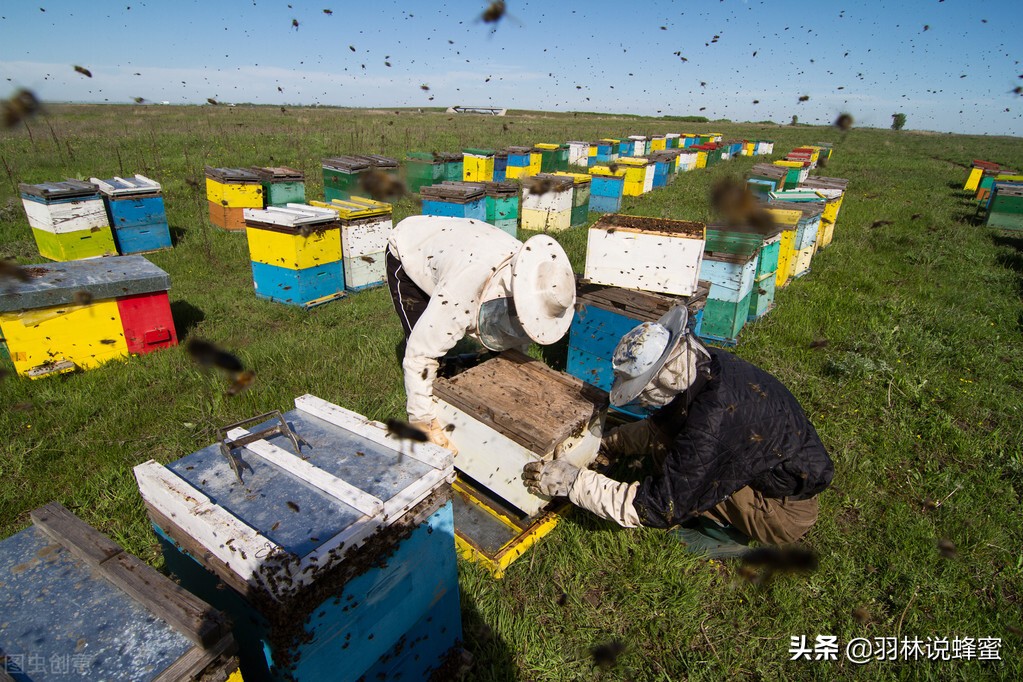 养殖蜜蜂的管理技术及要点有哪些,蜜蜂的养殖与管理知识技巧有哪些