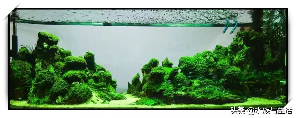 怎么让灯科鱼长得快,怎样把灯科鱼养好