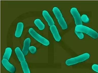 em菌菌种批发价格品牌,EM菌种