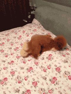 泰迪贵宾犬三个月有多大,贵宾犬和泰迪杂交的后代