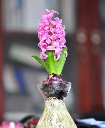 狠心来“一刀”，丢到水瓶中能花开3个月