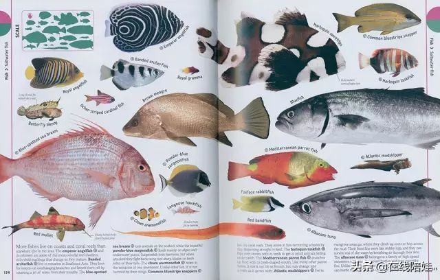 dk知识大百科全套,dk知识大百科书金银版