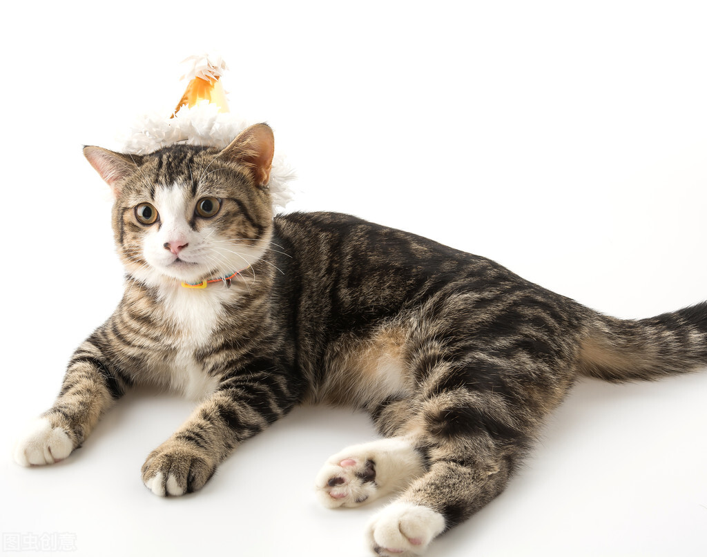 关于小学数学教育的论文范文,小学教育数学论文