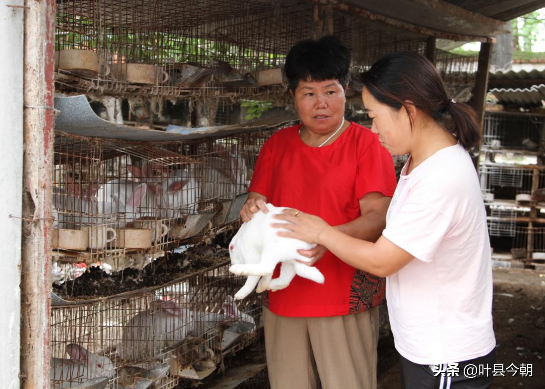 龚店镇庞小丽：人大代表变身“兔”司令