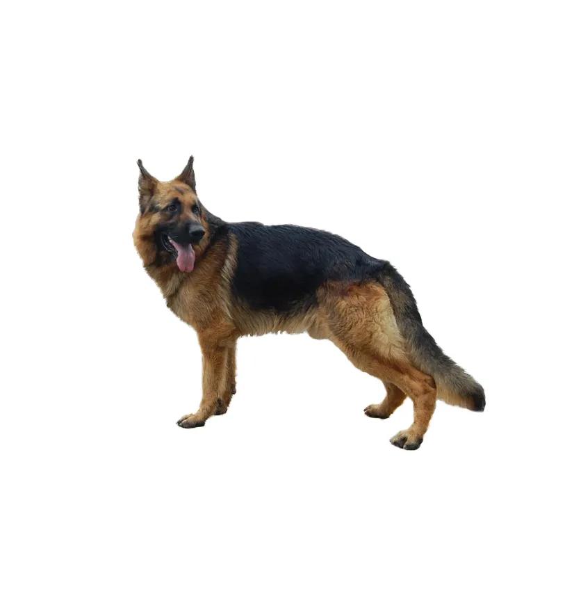 滨州48种烈性犬标准,滨州烈性犬最新规定