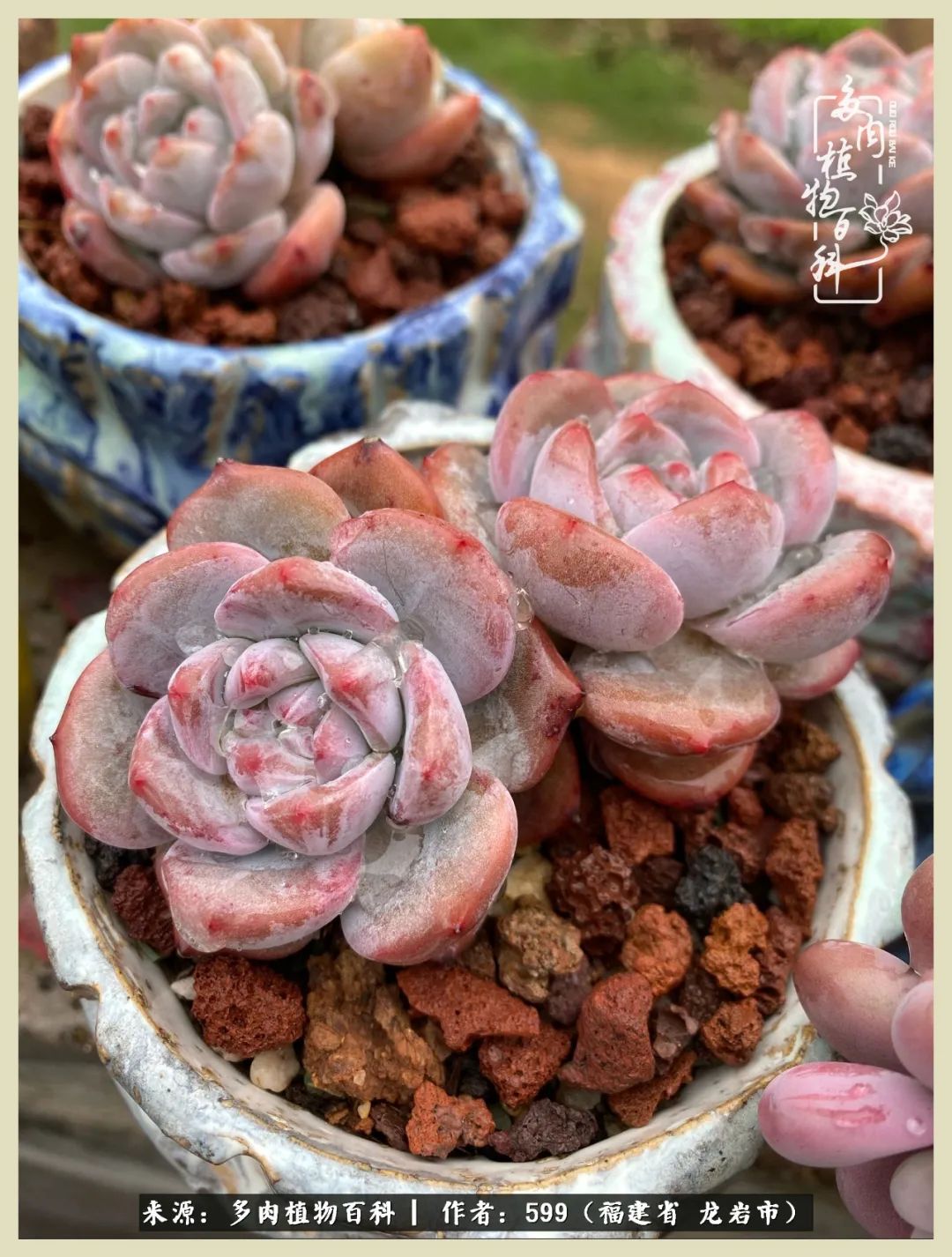 生活需要努力也需要花草,所有的热爱都需要不遗余力图片