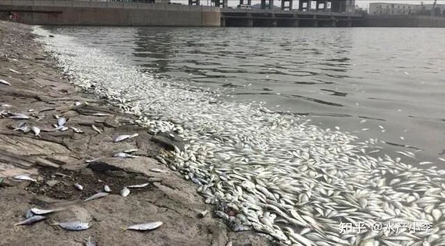 草鱼苗烂身怎么回事,池塘养殖草鱼烂身病如何治疗