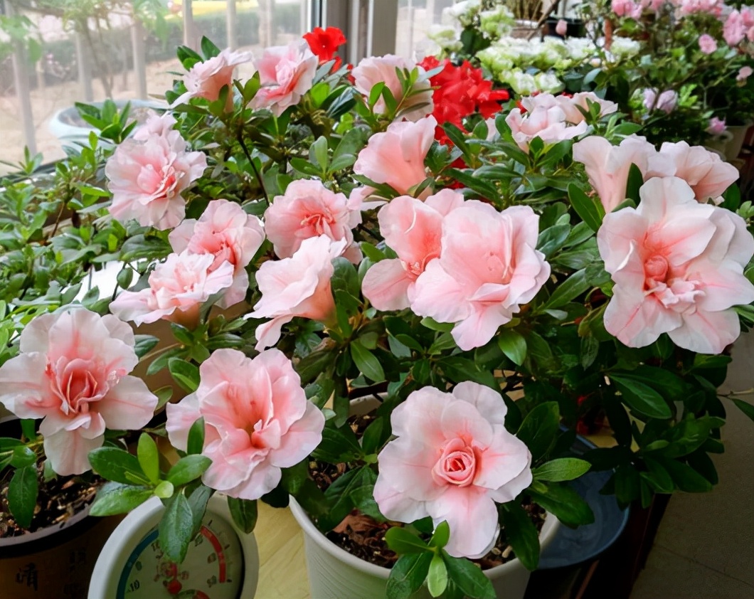 秋季刚栽种的杜鹃怎么施肥,杜鹃入手怎么养护