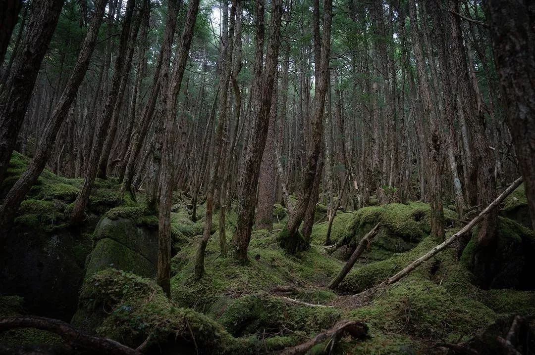 日本长野县旅行,日本长野赏樱旅游攻略