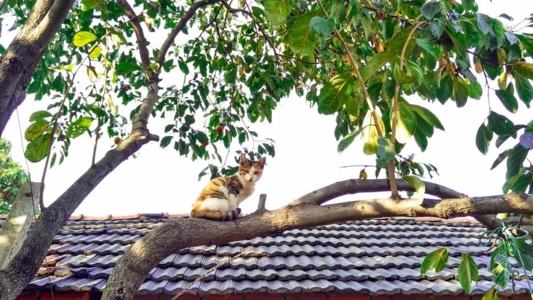 最经典最值得背的古文大全,最难背的十篇古文