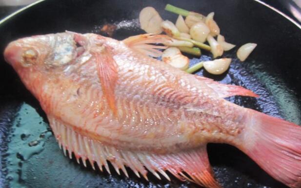 清炖罗非鱼汤的做法大全家常窍门,西红柿红烧罗非鱼的家常做法简单