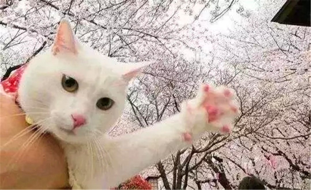 被猫抓伤得猫抓病的几率,女孩被猫感染