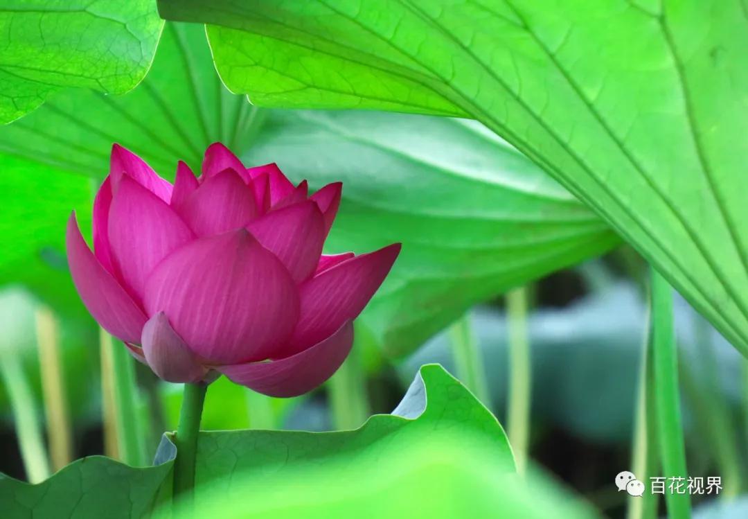 邯郸市女性摄影家,邯郸市女子摄影协会