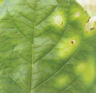 樱桃的常见病虫害及防治方法,樱桃虫害最佳防治方法