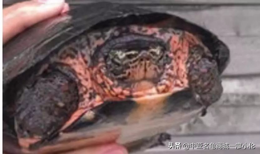 龟市发展史07:被高度爆炒的黑颈龟为何炒爆了?