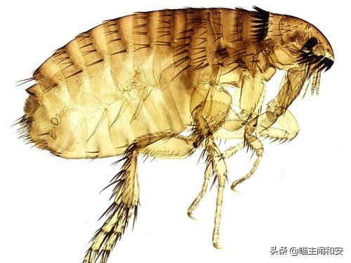 猫咪体外驱虫虫子死掉还是驱赶走,猫咪驱虫新手入门教程