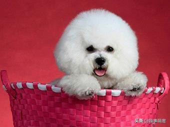 有型有款比熊犬，Part1——它最大的特点是什么？