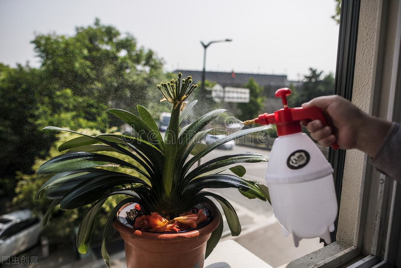 君子兰换盆要不要把老土全部换掉,老花匠给君子兰换盆的口诀