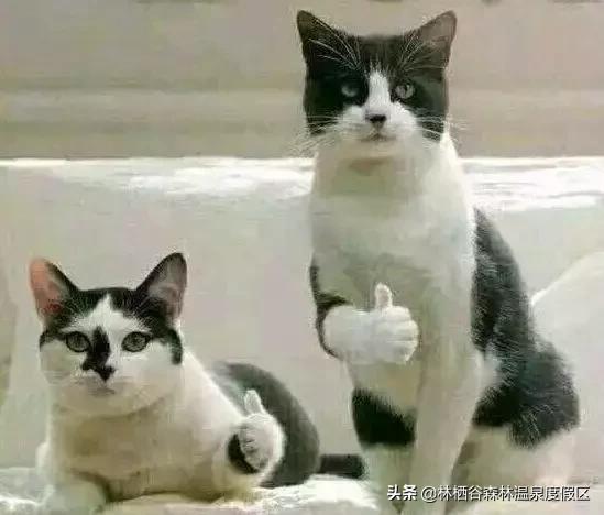 微商健步如飞至今下落不明的段子,朋友圈微商的段子精选