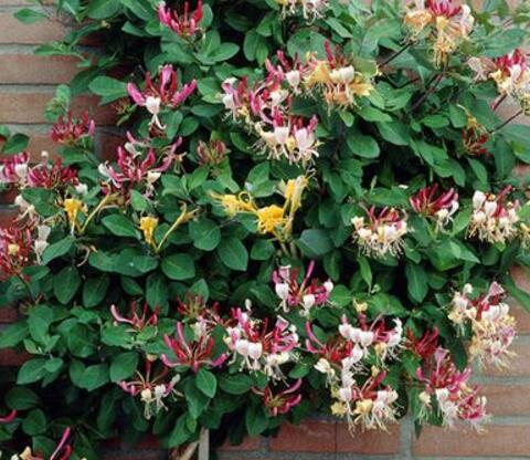 养金银花盆底要有洞吗,养金银花用多大盆