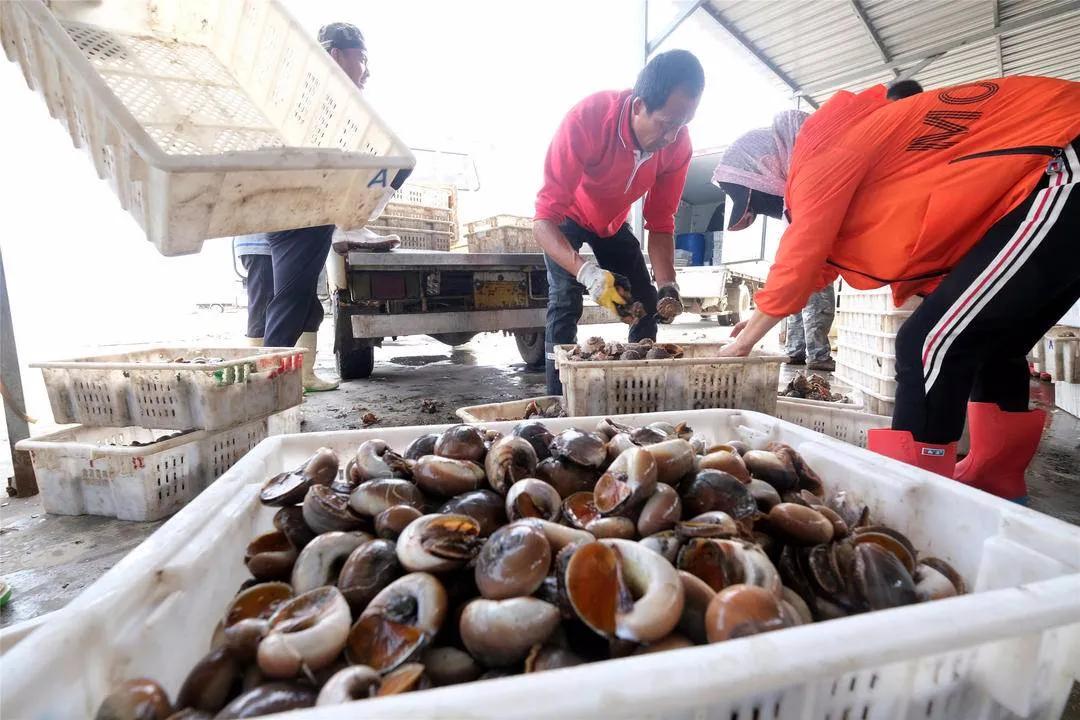 东港海鲜鱼仔店,东港海鲜批发市场