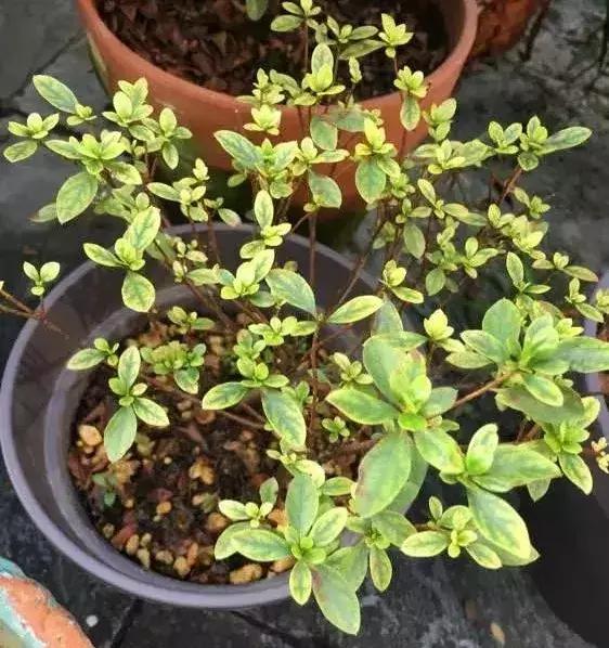 杜鹃怎么养才能爆开花,为什么都说杜鹃很厉害