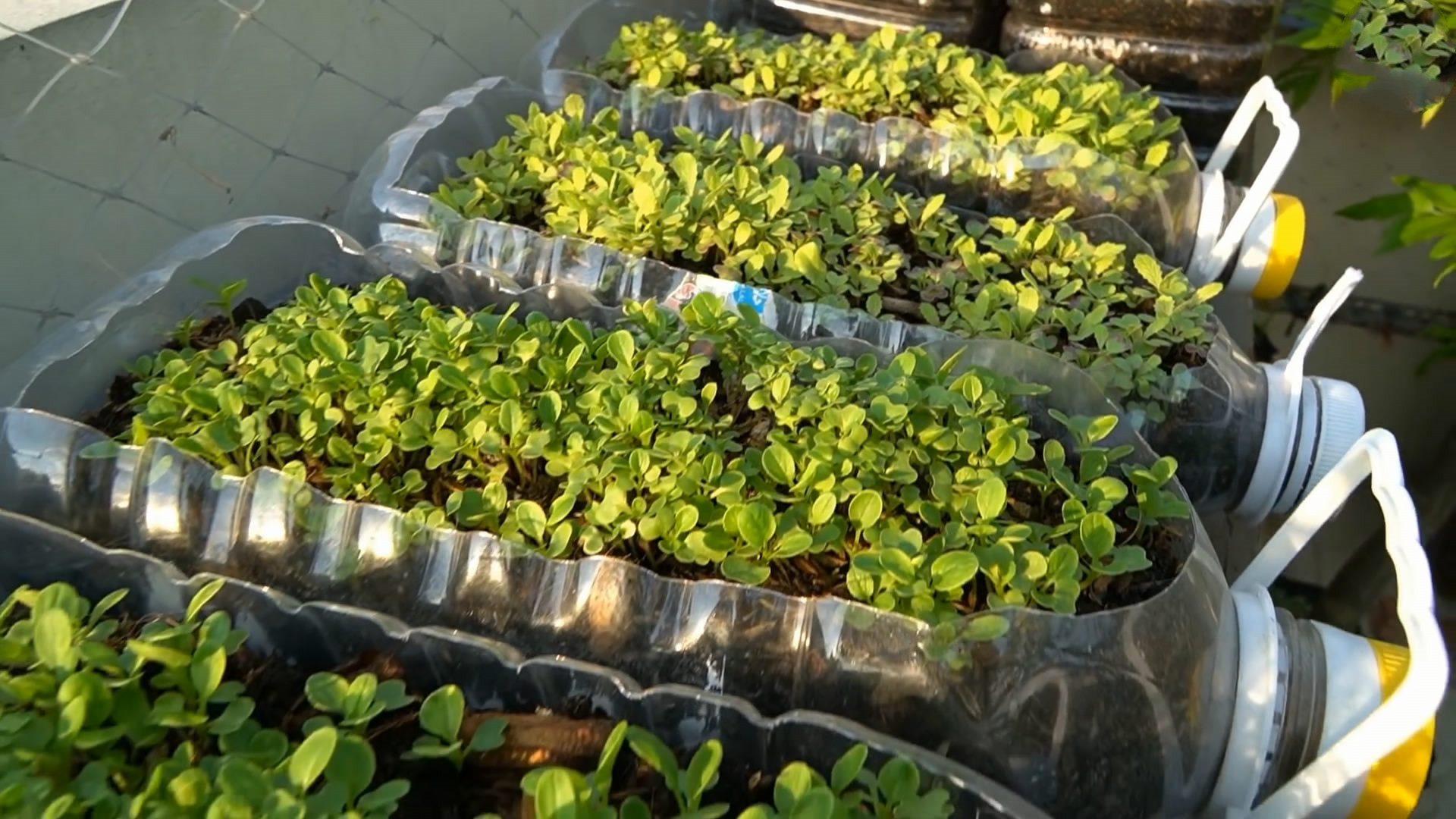 用完的油桶不要扔,废油桶种菜制作几种方法