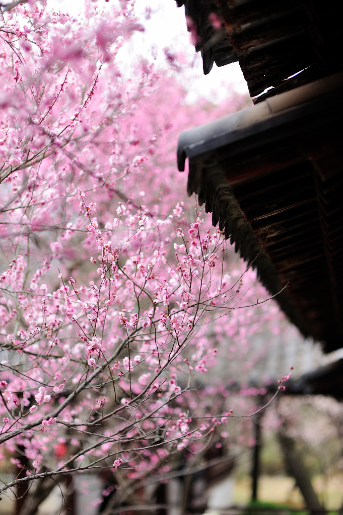 南京梅花山梅花盛开的视频,南京拍梅花最好的地方在哪里