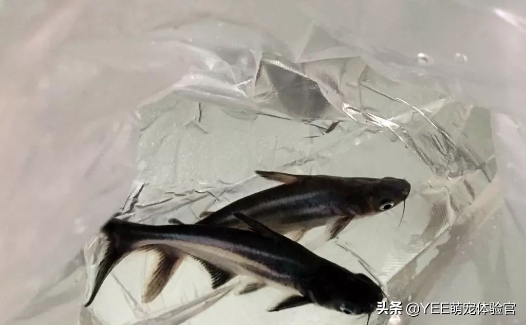 从河里捞的鱼怎么才能养活,蓝鲨用淡水能养活吗