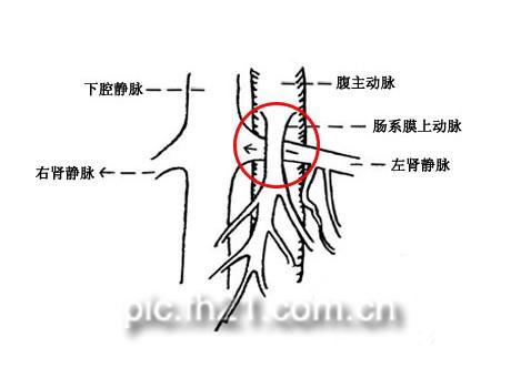 精索静脉是干嘛的,什么是精索静脉曲张精索是干嘛的