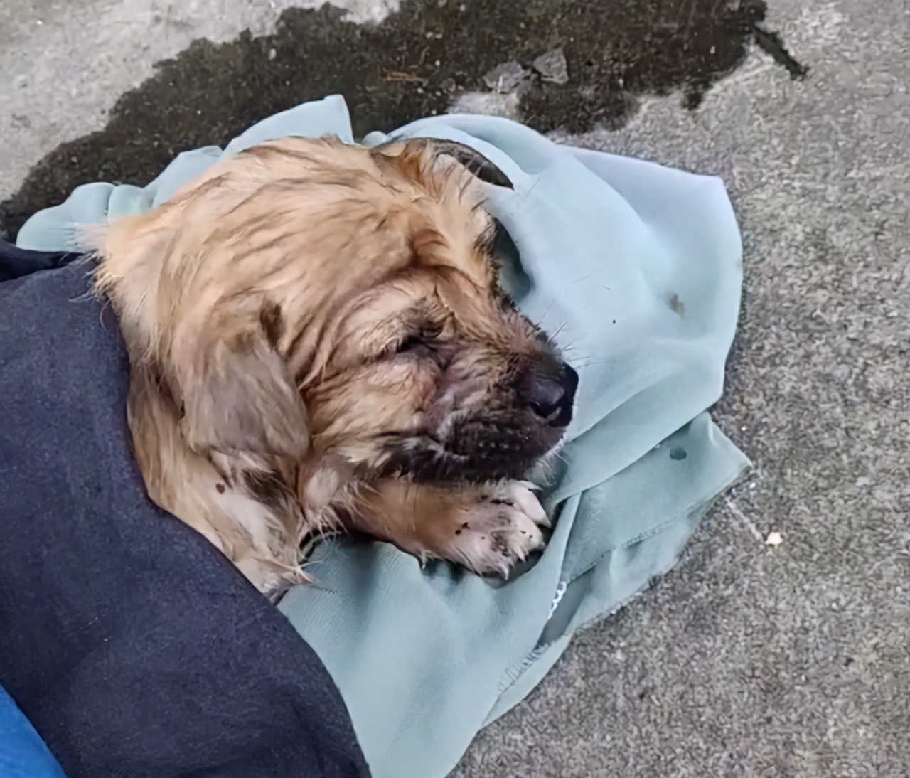 好心人救助落水狗有爱心,好心人救出几只被困小狗