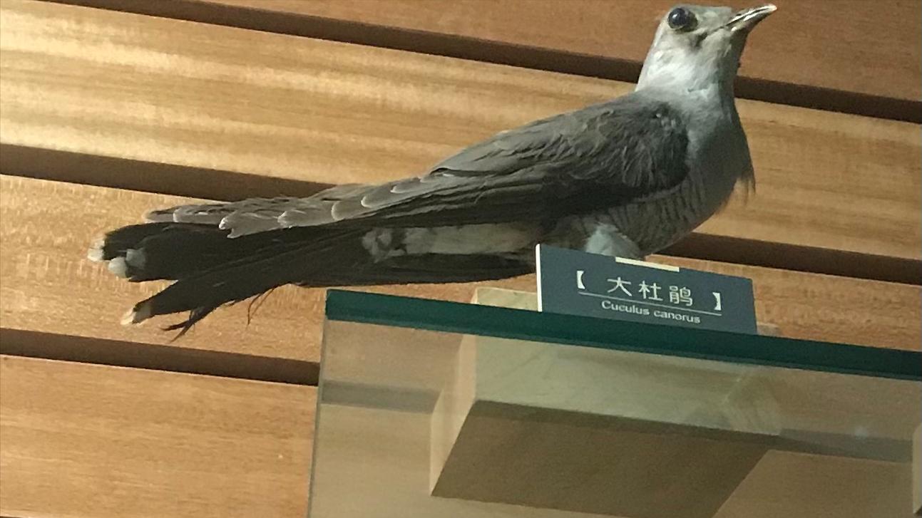 趣谈成语学科学（1）鸠占鹊巢识杜鹃