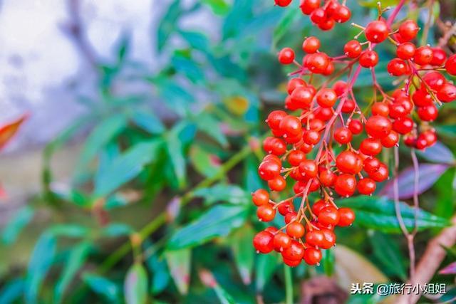 天目湖加南山竹海哪里泡温泉好,天目湖度假秘境享受绝美自然山水