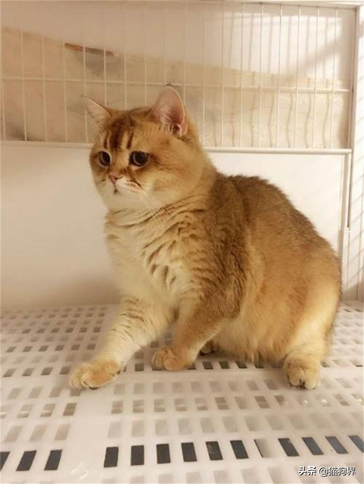 想让猫咪呆在原地,有什么方法有助于猫咪排泄