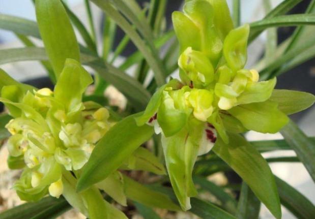 春兰名品最近最高价兰花是什么,比较贵的兰花品种图片及名称