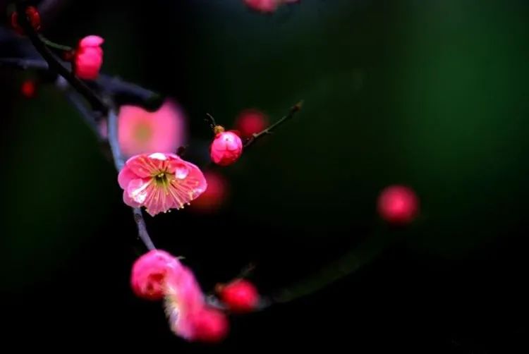 拍大片梅花技巧,梅花拍人物照姿势技巧大全