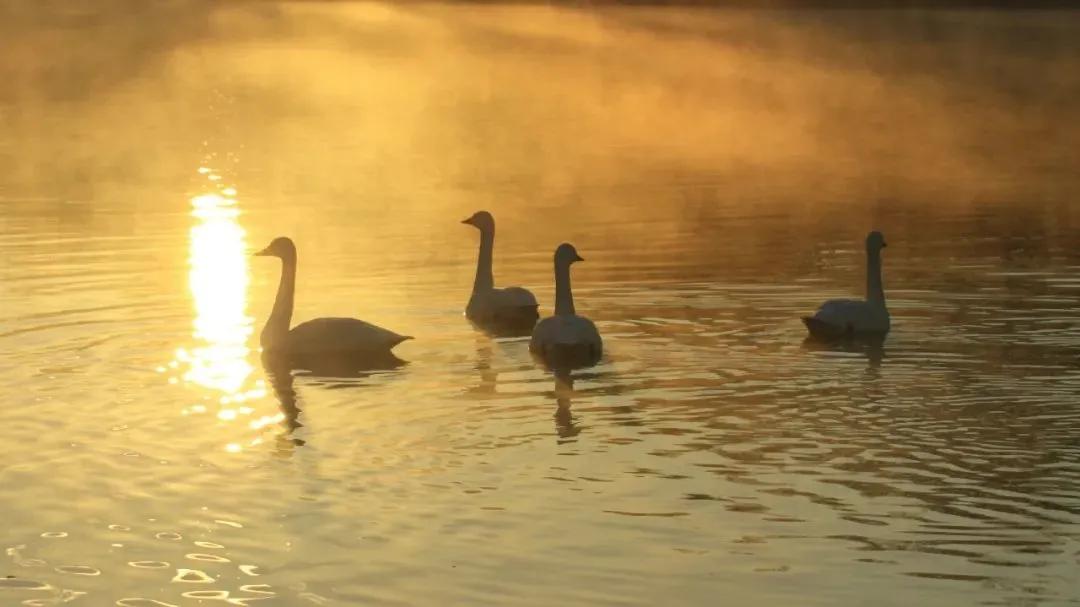 红嘴鸥到哪了,今年的红嘴鸥来了吗