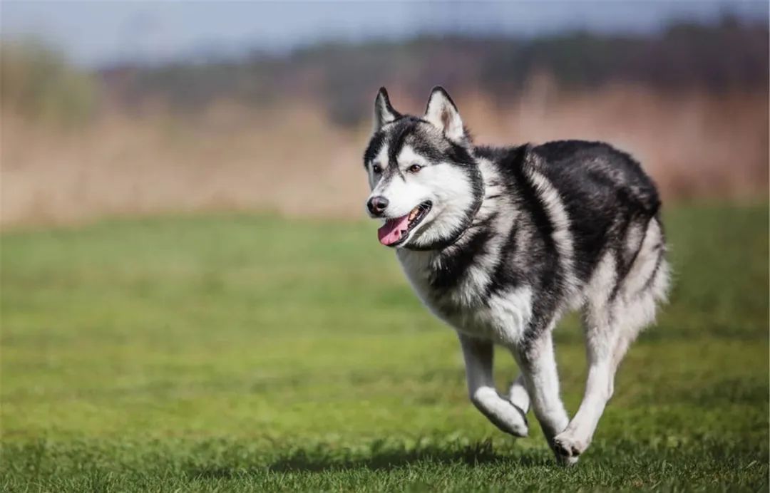 哈士奇真的傻不傻,哈士奇的8大缺点劝你最好别养