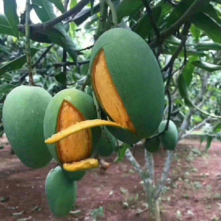 芒果种植技术环境温度,芒果种植技术与管理教程