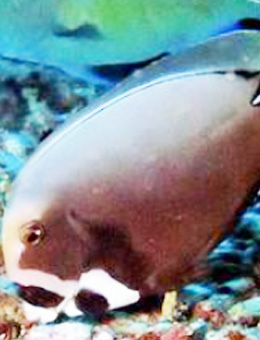 十大最好看的观赏鱼图片大全,十种最漂亮的观赏鱼图片