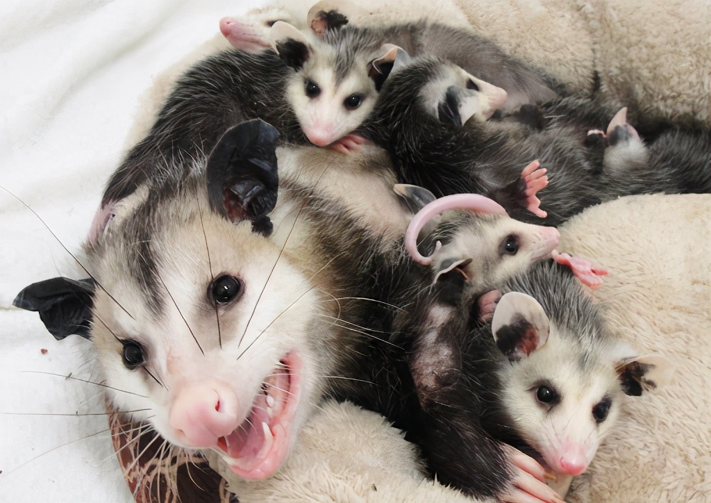 长着奇葩双生殖系统，却脸盲不识交配对象，雄负鼠乐享齐丁之乐