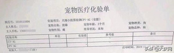 吐虫子狗狗,宠物店刚买回来的狗死了