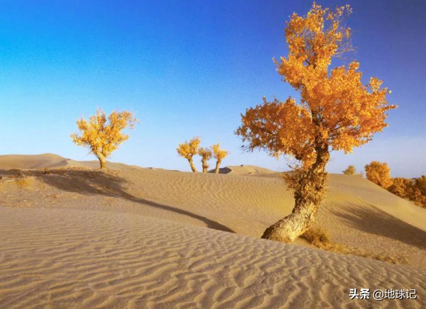 *疆新**:随着环境慢慢变好,*疆新**正在迎来复苏,该不该人工干预