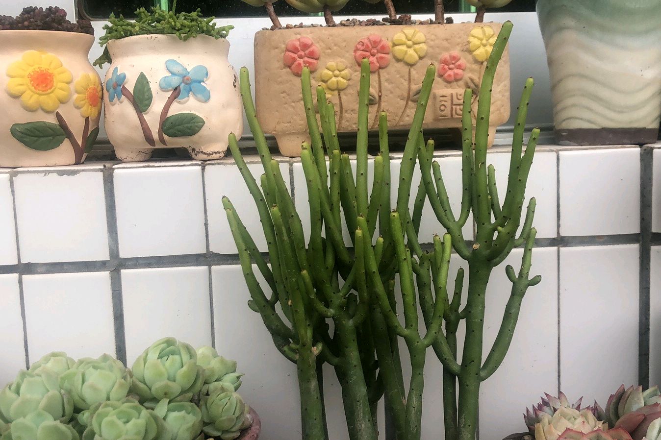 光棍树为什么总是蔫,光棍树养家里的危害