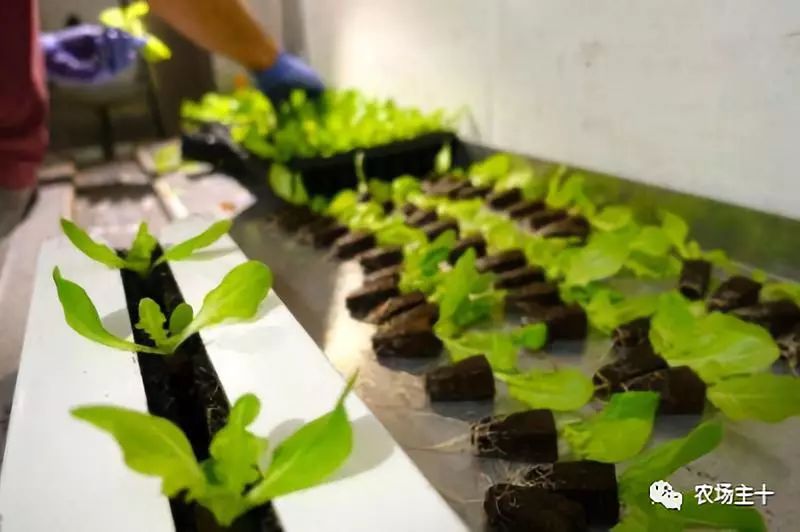 特色集装箱农场,集装箱打造农场建筑