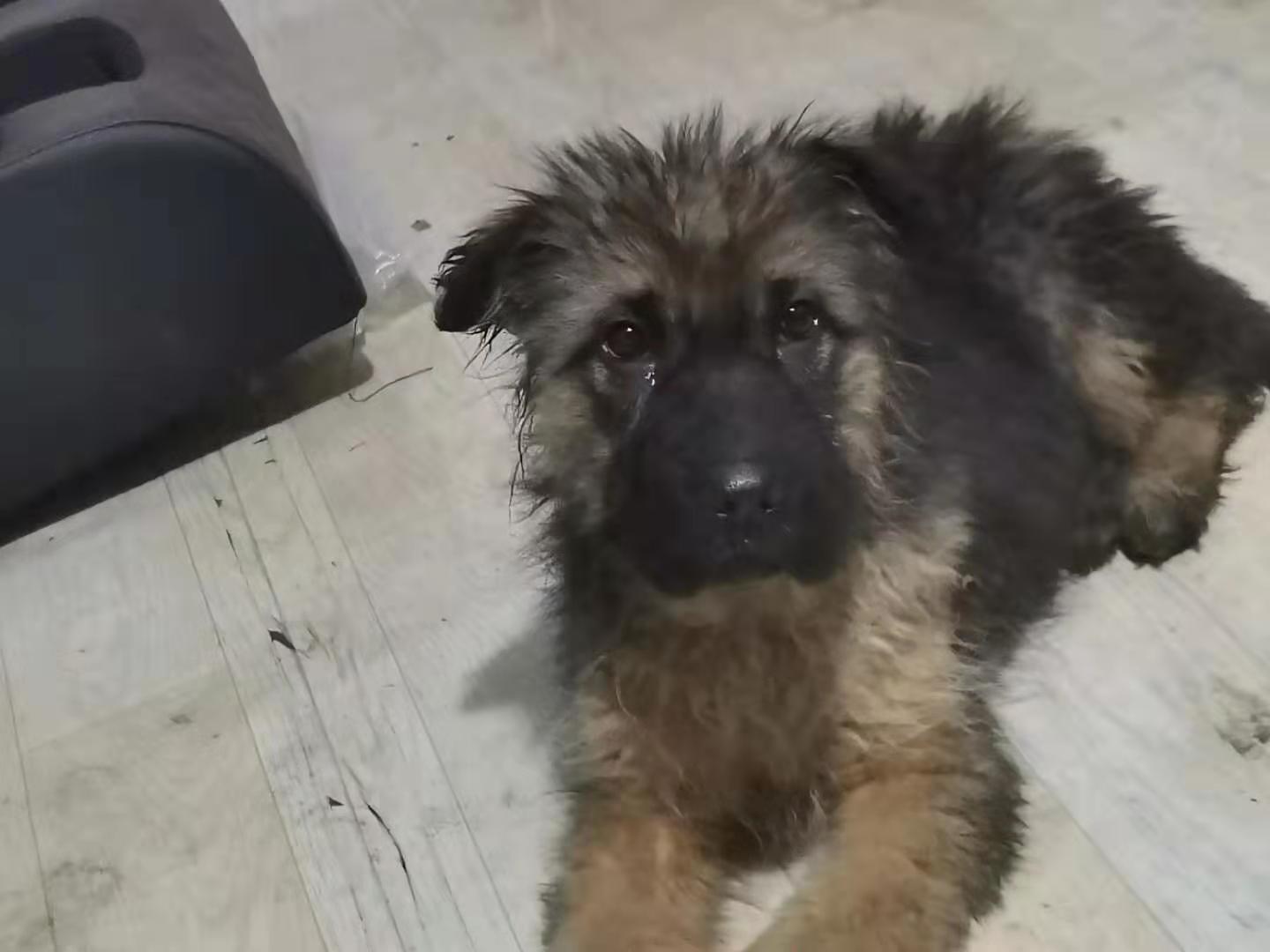 刚买回来的幼犬怎么让成活率更高,如何对新生犬进行科学饲养管理