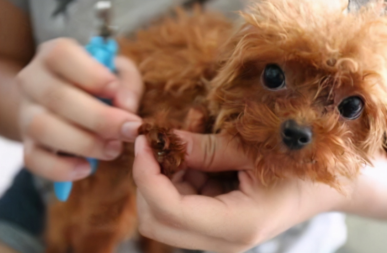 养一只泰迪犬一个月花多少钱,领养泰迪犬怎么养才听话