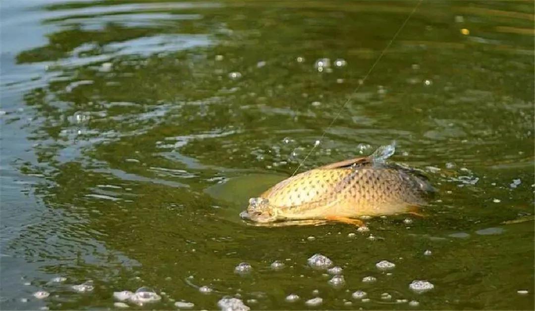 怎样通过浮漂判断鱼钩的位置,浮漂调钓最佳位置